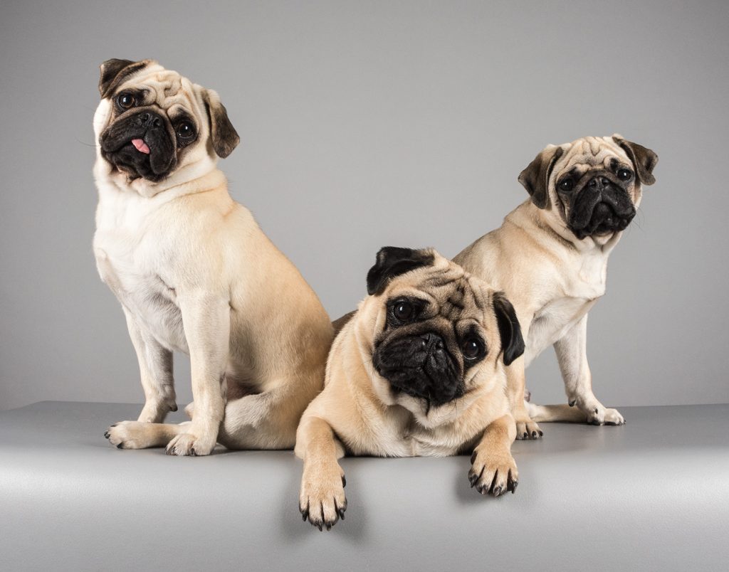 Thinking of Getting a Puppy or a Kitten?