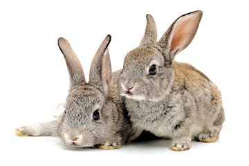 Rabbits
