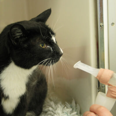 cat-nebuliser