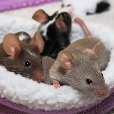 Mice and rats: a history – Bishops Stortford Vets