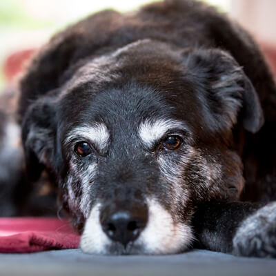 how to help your old dog with arthritis